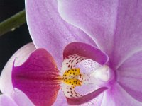 orchidee 20120708 1806 : Blum, Natur, Planz